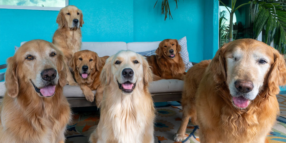 A pack of Golden Retrievers sitting on a couch in front of a blue wall