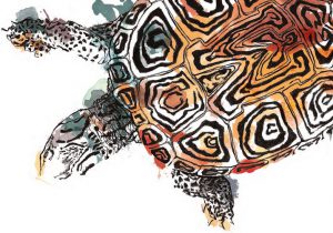 modern turtle picture 