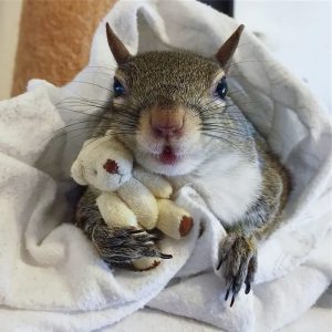 Cute baby squirrel